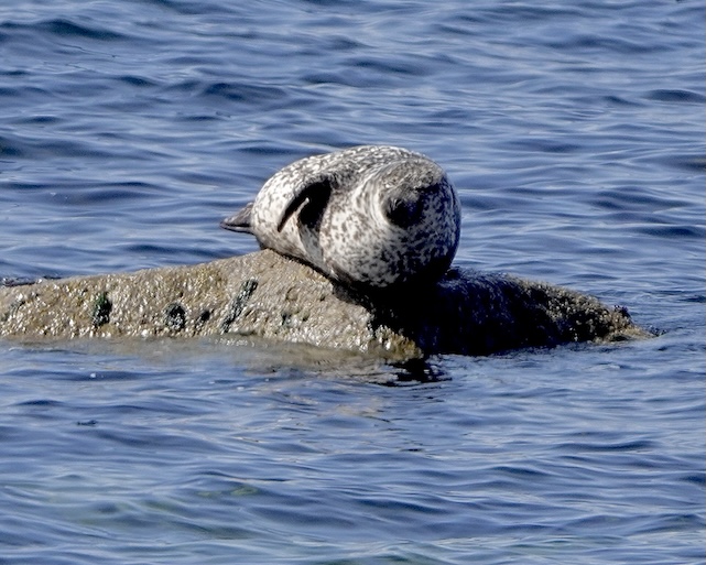 seal